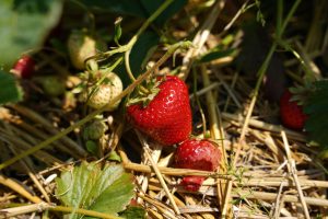 From Farm to Table: Tracking the Origin of Your Food