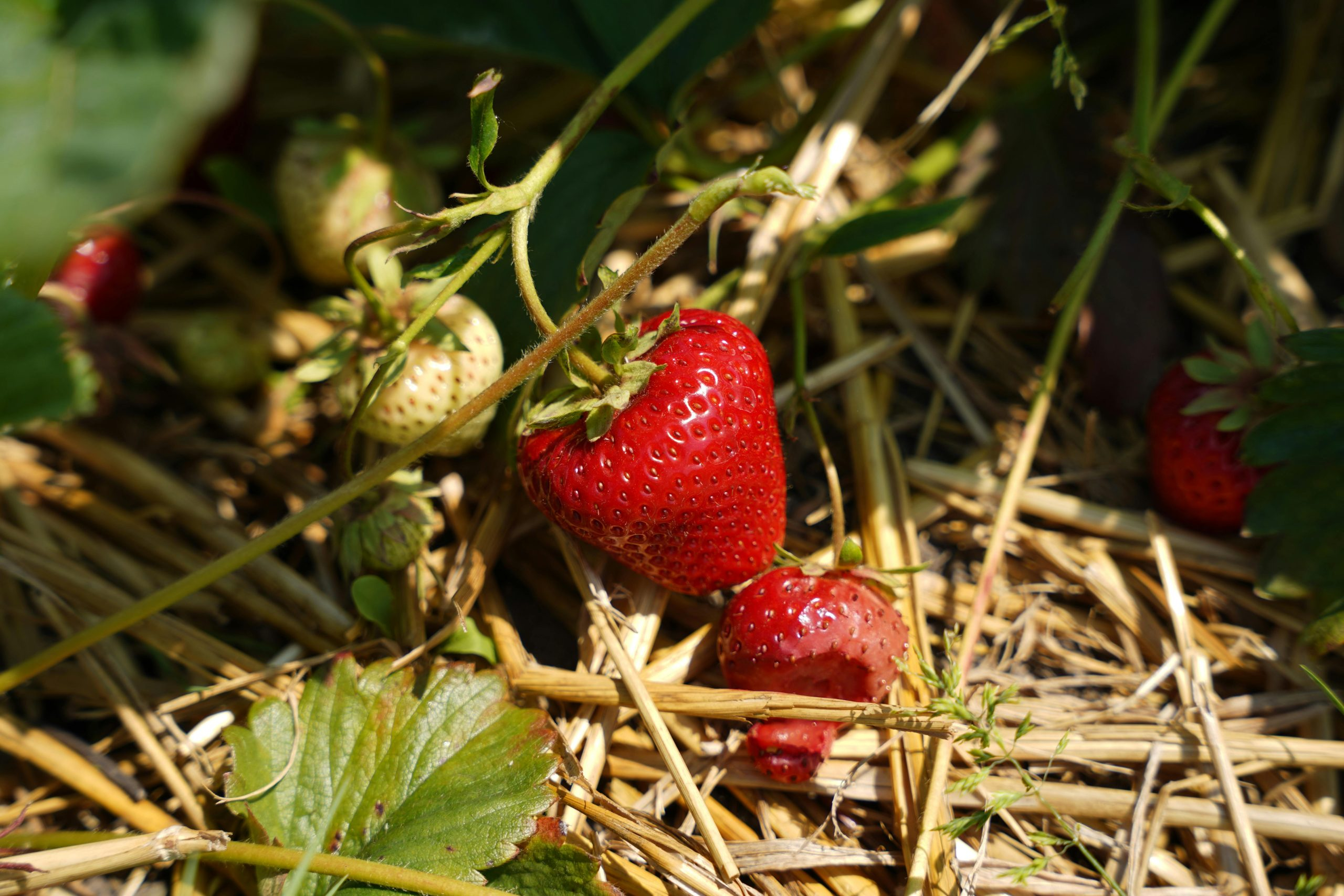 From Farm to Table: Tracking the Origin of Your Food
