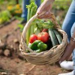 The Future of Vertical Farming and Sustainable Urban Produce