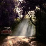Exploring the Enduring Cultural Significance of the Volkswagen Beetle